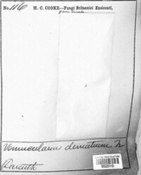 Colletotrichum dematium image